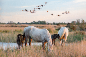 Wild white horses in the Camargue wetlands, Provence