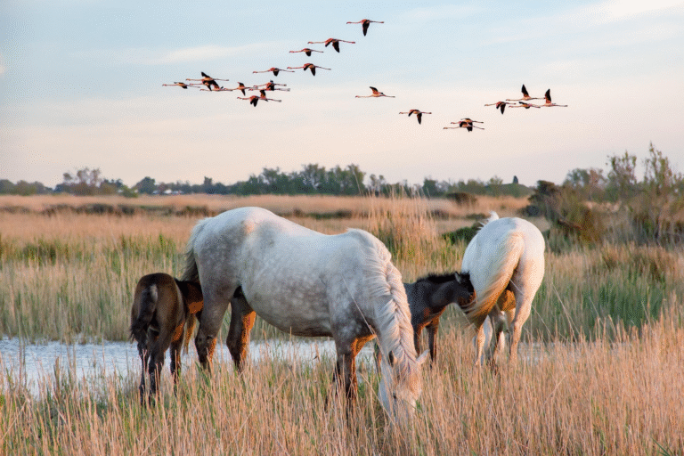 chevaux et flamands rose en Camargues