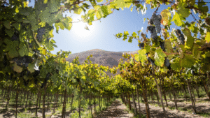 Vineyard rows in the Provence countryside